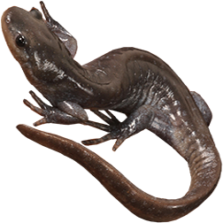 Jefferson Salamander